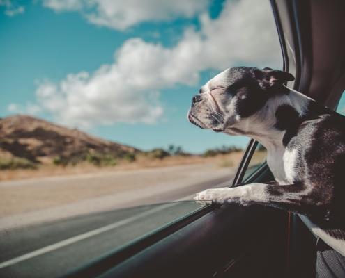 Summer Getaway-Dog hanging out of campervan window